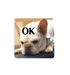 白い犬のスタンプ（ハク店長）（個別スタンプ：8）