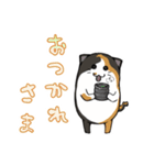 猫の日常スタンプ(毎日)（個別スタンプ：13）