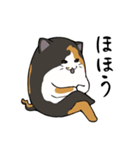 猫の日常スタンプ(毎日)（個別スタンプ：15）