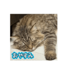 サイベリアンのおこげ⭐︎いち（個別スタンプ：7）