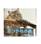 サイベリアンのおこげ⭐︎いち（個別スタンプ：9）