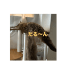 サイベリアンのおこげ⭐︎いち（個別スタンプ：10）