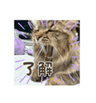 サイベリアンのおこげ⭐︎いち（個別スタンプ：14）