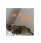 サイベリアンのおこげ⭐︎いち（個別スタンプ：15）