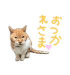 ネコちゃんのあいさつ♡（個別スタンプ：1）