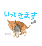 ネコちゃんのあいさつ♡（個別スタンプ：2）