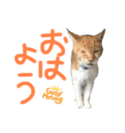 ネコちゃんのあいさつ♡（個別スタンプ：3）