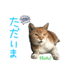 ネコちゃんのあいさつ♡（個別スタンプ：4）