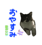 ネコちゃんのあいさつ♡（個別スタンプ：5）