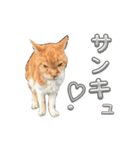ネコちゃんのあいさつ♡（個別スタンプ：6）