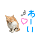 ネコちゃんのあいさつ♡（個別スタンプ：7）
