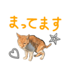 ネコちゃんのあいさつ♡（個別スタンプ：8）