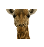 真顔動物園（個別スタンプ：2）