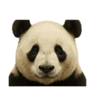 真顔動物園（個別スタンプ：5）