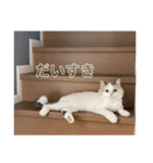 おおきな川に住んでる方々（個別スタンプ：8）