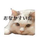 おおきな川に住んでる方々（個別スタンプ：13）
