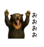 大好きマレーグマ☆文字あり（個別スタンプ：11）