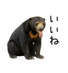 大好きマレーグマ☆文字あり（個別スタンプ：13）