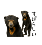 大好きマレーグマ☆文字あり（個別スタンプ：14）
