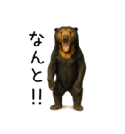 大好きマレーグマ☆文字あり（個別スタンプ：15）