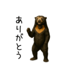 大好きマレーグマ☆文字あり（個別スタンプ：17）