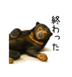 大好きマレーグマ☆文字あり（個別スタンプ：21）