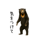 大好きマレーグマ☆文字あり（個別スタンプ：27）