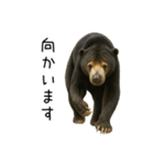 大好きマレーグマ☆文字あり（個別スタンプ：33）