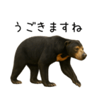 大好きマレーグマ☆文字あり（個別スタンプ：34）