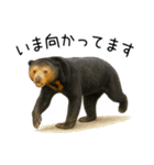 大好きマレーグマ☆文字あり（個別スタンプ：35）