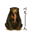 大好きマレーグマ☆文字あり（個別スタンプ：36）