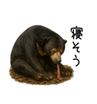 大好きマレーグマ☆文字あり（個別スタンプ：39）
