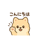 ポメラニアンのポメちゃん挨拶スタンプ（個別スタンプ：1）