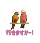 ウロコインコ界隈で流行りのスタンプその壱（個別スタンプ：7）