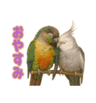 ウロコインコ界隈で流行りのスタンプその壱（個別スタンプ：8）