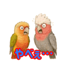 ウロコインコ界隈で流行りのスタンプその壱（個別スタンプ：10）