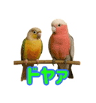 ウロコインコ界隈で流行りのスタンプその壱（個別スタンプ：12）