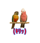 ウロコインコ界隈で流行りのスタンプその壱（個別スタンプ：13）
