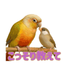 ウロコインコ界隈で流行りのスタンプその壱（個別スタンプ：19）