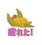 ウロコインコ界隈で流行りのスタンプその壱（個別スタンプ：20）
