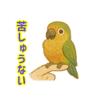 ウロコインコ界隈で流行りのスタンプその壱（個別スタンプ：24）