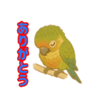 ウロコインコ界隈で流行りのスタンプその壱（個別スタンプ：26）