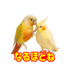 ウロコインコ界隈で流行りのスタンプその壱（個別スタンプ：29）