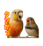 ウロコインコ界隈で流行りのスタンプその壱（個別スタンプ：35）