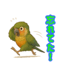 ウロコインコ界隈で流行りのスタンプその壱（個別スタンプ：37）