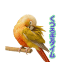 ウロコインコ界隈で流行りのスタンプその壱（個別スタンプ：38）