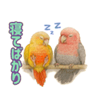 ウロコインコ界隈で流行りのスタンプその壱（個別スタンプ：39）