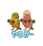 ウロコインコ界隈で流行りのスタンプその壱（個別スタンプ：40）