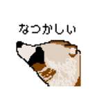 ドットのたぬき6（個別スタンプ：6）