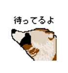 ドットのたぬき6（個別スタンプ：7）
